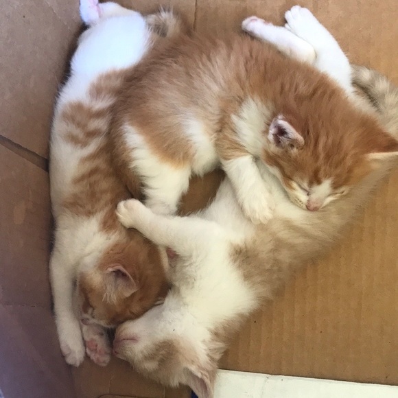 Meet your Posher, Kathy - Picture 2 of 4